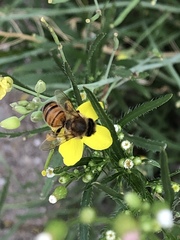 Apis mellifera