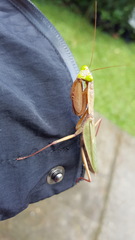 Rhombodera ornatipes