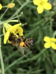 Apis mellifera