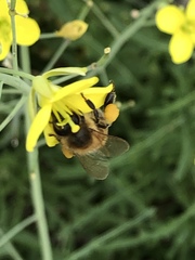 Apis mellifera