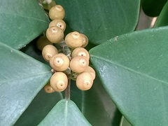 Ficus deltoidea