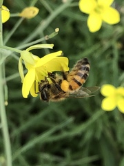 Apis mellifera