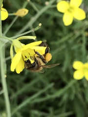 Apis mellifera