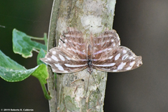 Myscelia cyaniris cyaniris