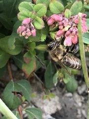 Apis mellifera