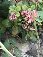 Apis mellifera