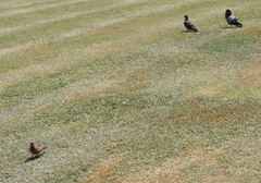 Streptopelia senegalensis