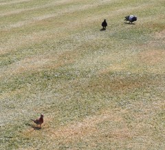 Streptopelia senegalensis