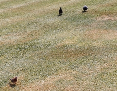 Streptopelia senegalensis