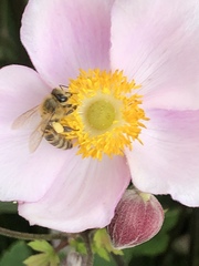 Apis mellifera