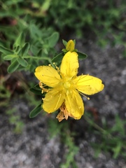 Hypericum perforatum