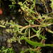 Coleanthus subtilis - Photo (c) Michal Ducháček, algunos derechos reservados (CC BY-NC), uploaded by Michal Ducháček
