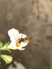 Episyrphus balteatus