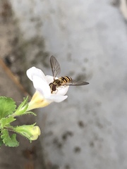 Episyrphus balteatus