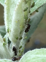 Lasius
