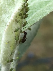 Lasius