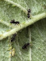 Lasius