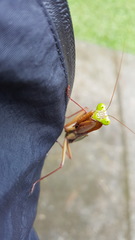 Rhombodera ornatipes