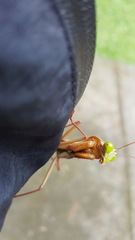Rhombodera ornatipes