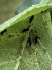 Lasius