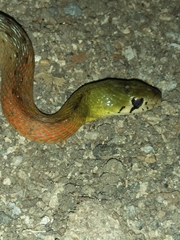 Rhabdophis subminiatus
