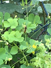 Episyrphus balteatus