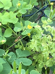 Episyrphus balteatus