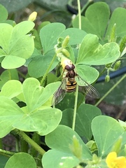 Episyrphus balteatus