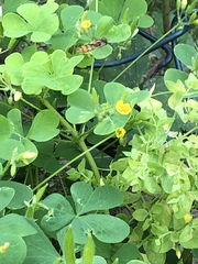 Episyrphus balteatus