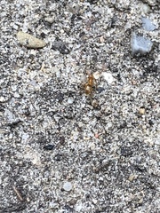 Lasius