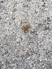 Lasius