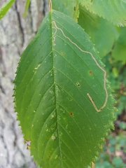 Lyonetia clerkella