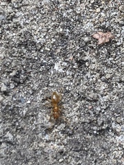 Lasius