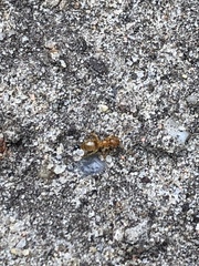 Lasius