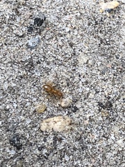 Lasius