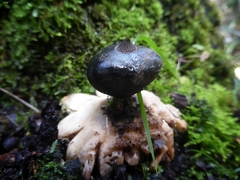 Geastrum tenuipes