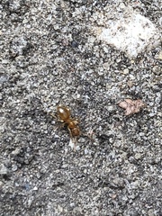 Lasius