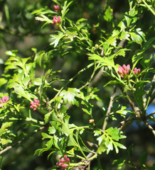 Phyllocladus trichomanoides