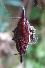 Gasteracantha diardi