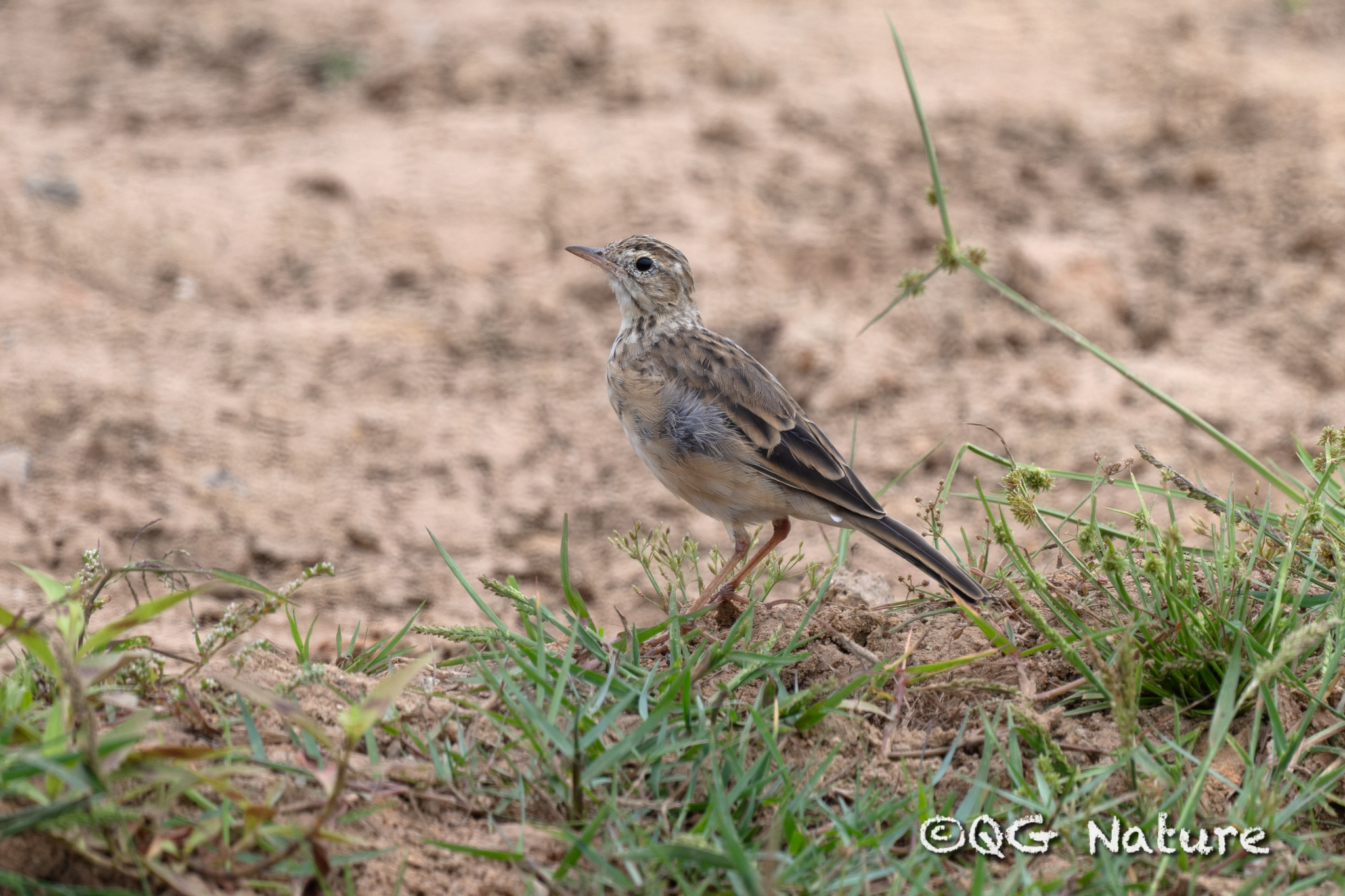 Richard's Pipit