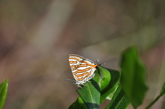 Cigaritis vulcanus vulcanus