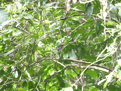 iNaturalist image