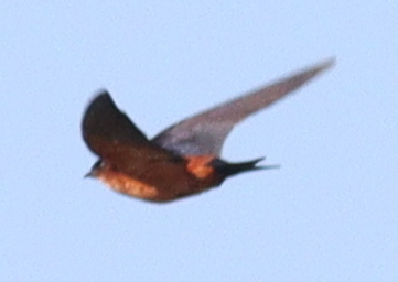 Sri Lanka Swallow (Cecropis hyperythra)