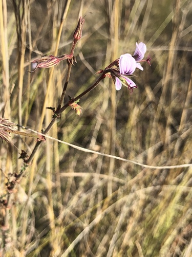 Image of Pelargonium candicans by (c) Caroline Voget, some rights reserved (CC BY)