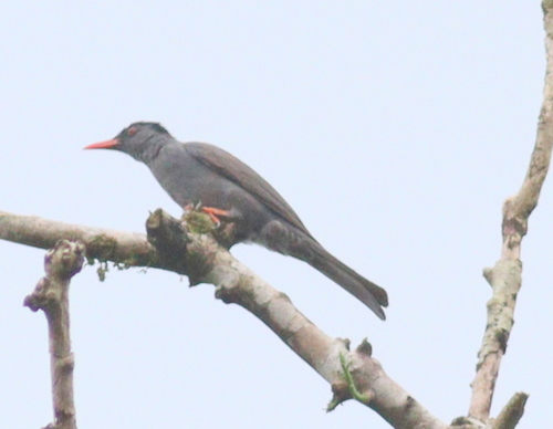 Square-tailed Bulbul (Hypsipetes ganeesa), photo 7