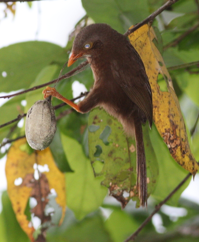 Orange-billed Babbler (Argya rufescens), photo 9