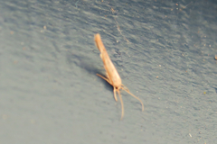 Stathmopoda