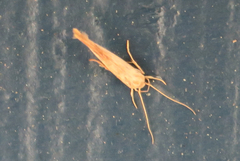 Stathmopoda