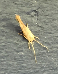 Stathmopoda