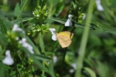 Eurema laeta